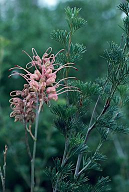 APII jpeg image of Grevillea plurijuga subsp. superba  © contact APII