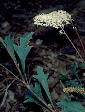 APII jpeg image of Grevillea synapheae subsp. synapheae  © contact APII