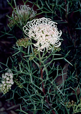 APII jpeg image of Grevillea teretifolia  © contact APII