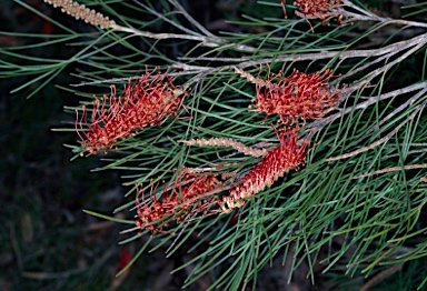 APII jpeg image of Grevillea tetragonoloba  © contact APII