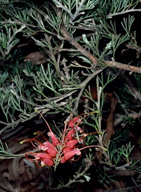 APII jpeg image of Grevillea delta  © contact APII