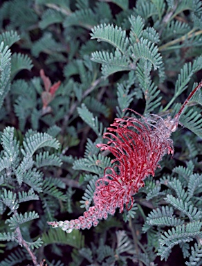 APII jpeg image of Grevillea thyrsoides  © contact APII