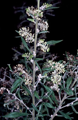 APII jpeg image of Grevillea triloba  © contact APII