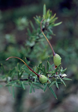 APII jpeg image of Grevillea tripartita  © contact APII