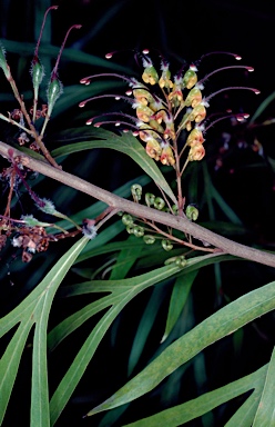 APII jpeg image of Grevillea venusta  © contact APII