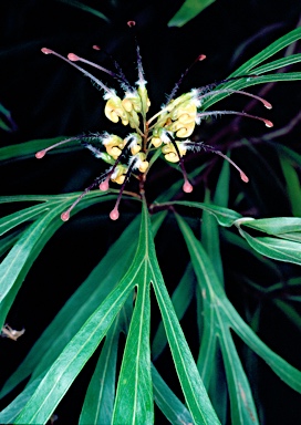 APII jpeg image of Grevillea venusta  © contact APII