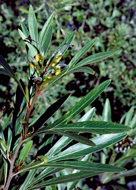 APII jpeg image of Grevillea venusta  © contact APII