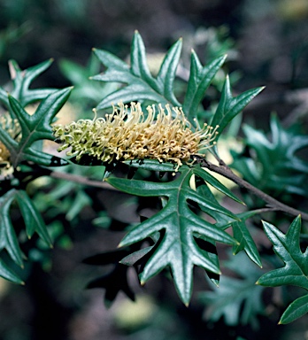 APII jpeg image of Grevillea willisii  © contact APII