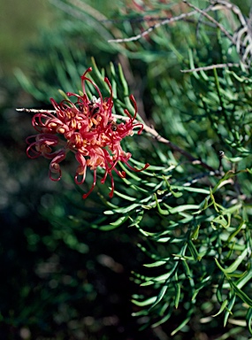 APII jpeg image of Grevillea 'Caloundra Gem'  © contact APII