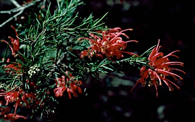 APII jpeg image of Grevillea 'Canberra Gem'  © contact APII