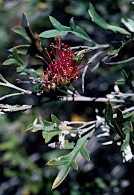 APII jpeg image of Grevillea 'Crimson Glory'  © contact APII