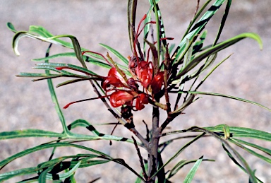 APII jpeg image of Grevillea 'Fire Sprite'  © contact APII