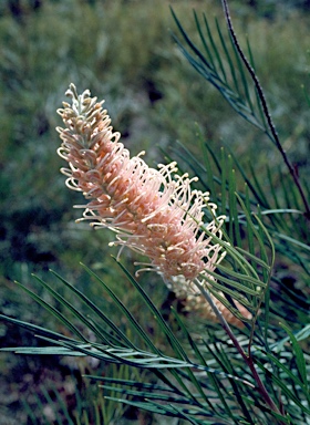 APII jpeg image of Grevillea 'Flamingo'  © contact APII