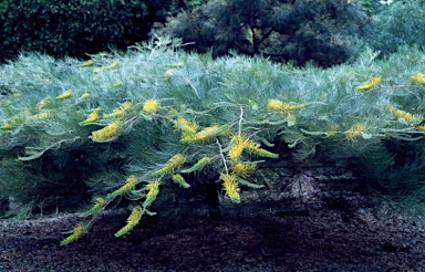 APII jpeg image of Grevillea 'Golden Lyre'  © contact APII