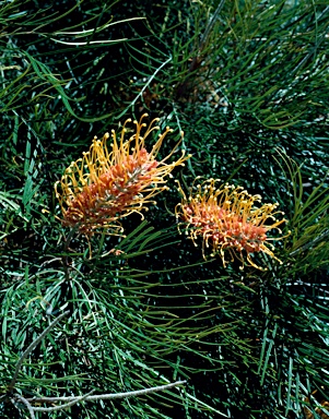 APII jpeg image of Grevillea 'Honey Gem'  © contact APII