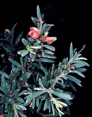 APII jpeg image of Grevillea 'Little Thicket'  © contact APII