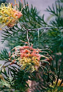 APII jpeg image of Grevillea 'Peaches and Cream'  © contact APII