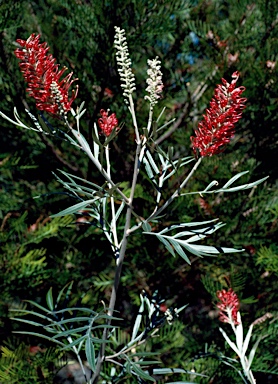 APII jpeg image of Grevillea 'Pink Parfait'  © contact APII