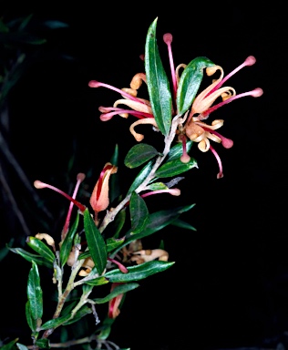 APII jpeg image of Grevillea 'Poorinda Elegance'  © contact APII