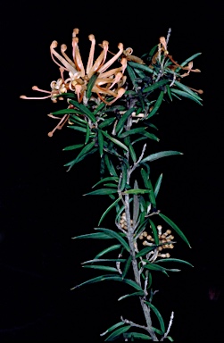 APII jpeg image of Grevillea 'Poorinda Leane'  © contact APII