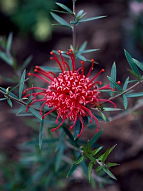 APII jpeg image of Grevillea 'Poorinda Stephen'  © contact APII