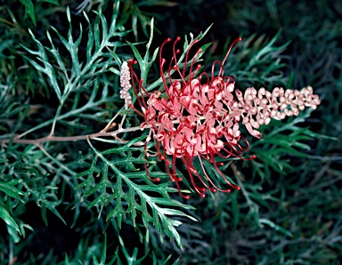 APII jpeg image of Grevillea 'Robyn Gordon'  © contact APII