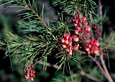 APII jpeg image of Grevillea rosmarinifolia 'Rosy Posy'  © contact APII