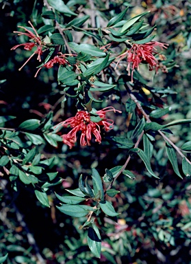 APII jpeg image of Grevillea 'Splendour'  © contact APII