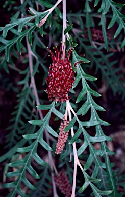 APII jpeg image of Grevillea 'Telopea Valley Frond'  © contact APII