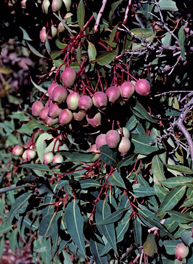 APII jpeg image of Corymbia ficifolia  © contact APII