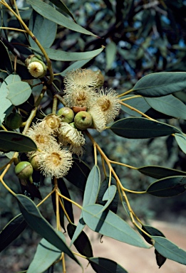 APII jpeg image of Eucalyptus burracoppinensis  © contact APII