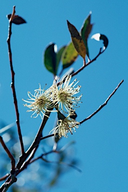 APII jpeg image of Eucalyptus cerasiformis  © contact APII