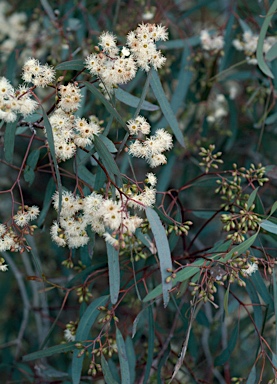 APII jpeg image of Eucalyptus crebra  © contact APII