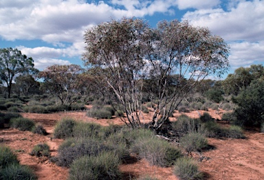 APII jpeg image of Eucalyptus dumosa  © contact APII