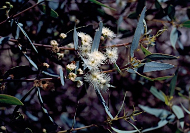 APII jpeg image of Eucalyptus eudesmioides subsp. Pallida (D.F.Blaxell 1981 et a  © contact APII