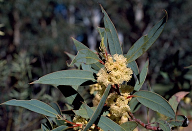 APII jpeg image of Eucalyptus flocktoniae subsp. hebes  © contact APII