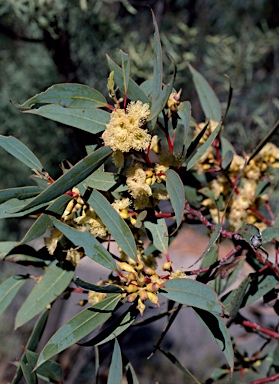 APII jpeg image of Eucalyptus flocktoniae subsp. hebes  © contact APII