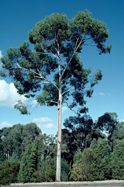 APII jpeg image of Eucalyptus grandis  © contact APII