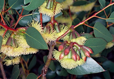 APII jpeg image of Eucalyptus grossa  © contact APII