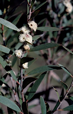 APII jpeg image of Eucalyptus kybeanensis  © contact APII