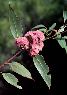 APII jpeg image of Eucalyptus albopurpurea  © contact APII