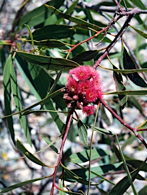 APII jpeg image of Eucalyptus lansdowneana  © contact APII