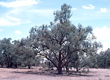 APII jpeg image of Eucalyptus largiflorens  © contact APII