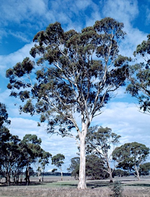 APII jpeg image of Eucalyptus leucoxylon subsp. pruinosa  © contact APII