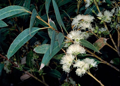 APII jpeg image of Eucalyptus ligulata subsp. stirlingica  © contact APII