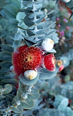 APII jpeg image of Eucalyptus macrocarpa subsp. elachantha  © contact APII