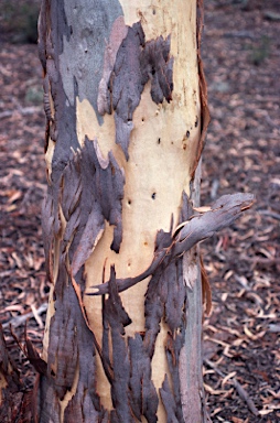 APII jpeg image of Eucalyptus mannifera  © contact APII