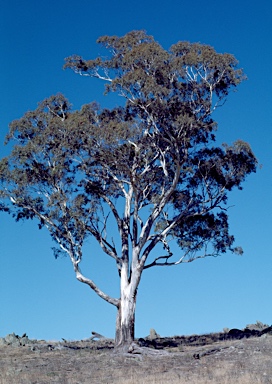 APII jpeg image of Eucalyptus melliodora  © contact APII