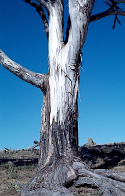 APII jpeg image of Eucalyptus melliodora  © contact APII