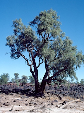 APII jpeg image of Eucalyptus coolabah  © contact APII